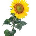 Tournesol